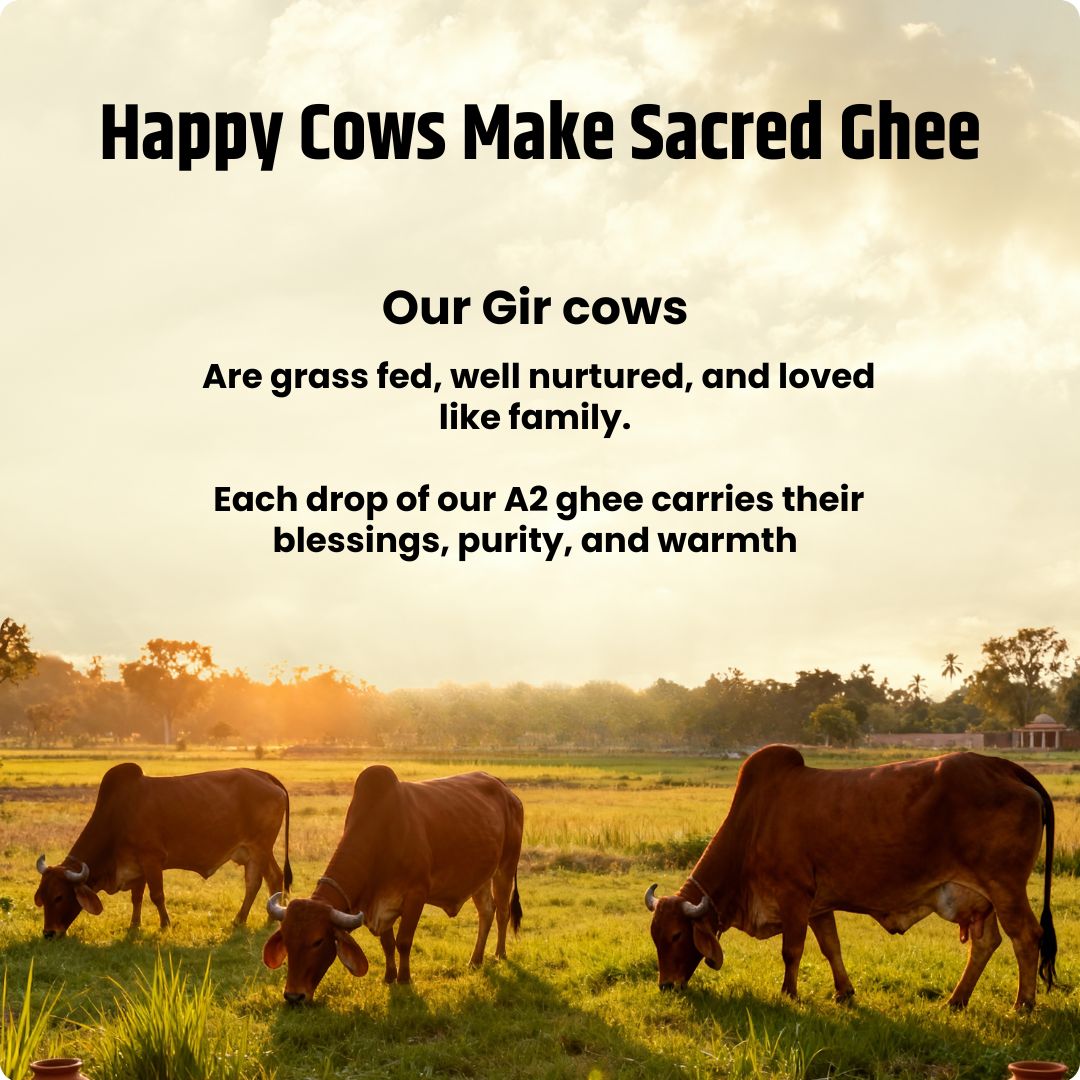 A2 Desi Gir Cow Ghee
