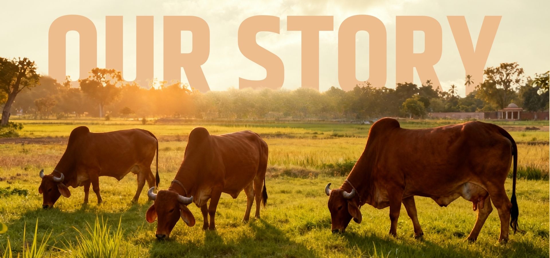 slider image slider_item_CYyQ8t